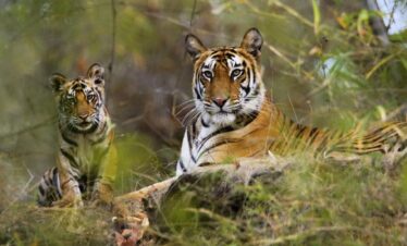 Kanha National Park