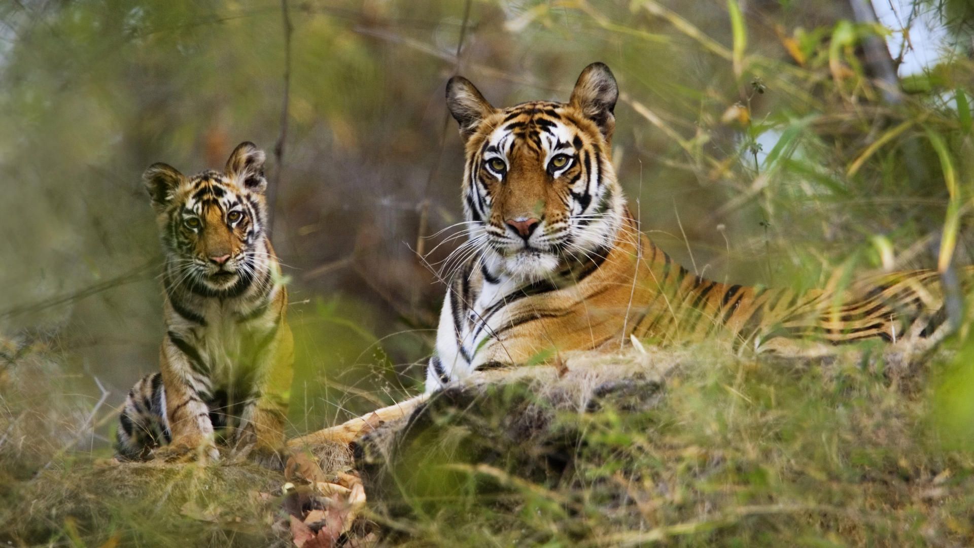 Kanha National Park