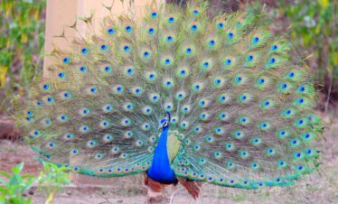 Ranthambhore
