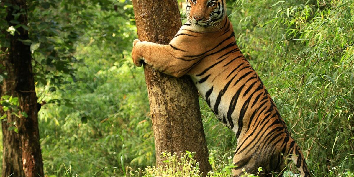 Kanha_National_Park