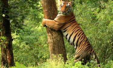 Kanha_National_Park