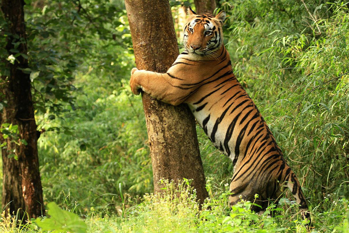 Kanha_National_Park