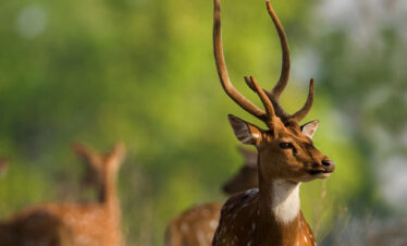Kanha National Park