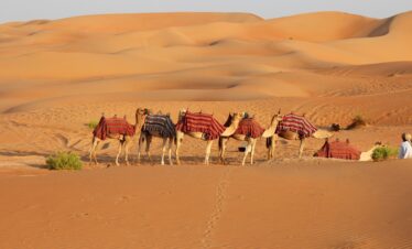 Desert safari