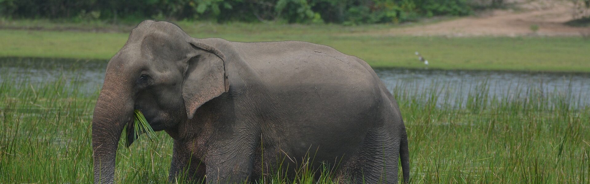 elephant Sri Lanka