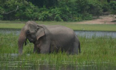 elephant Sri Lanka