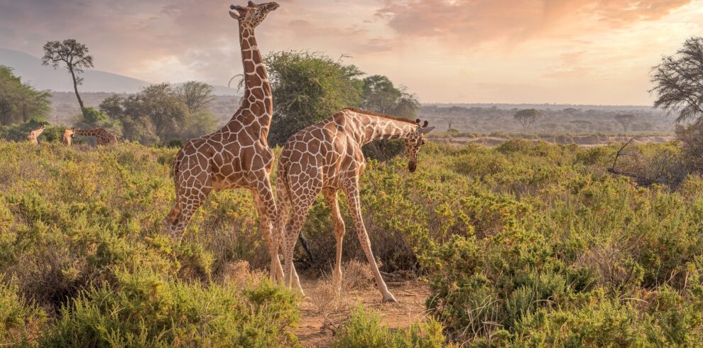 Jungle Safari Kenya