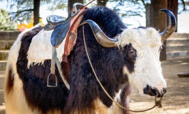 Yak Manali