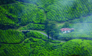 Munnar Tea Garden