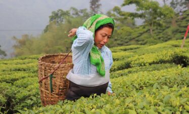 Tea Garden