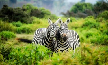 Safari Kenya