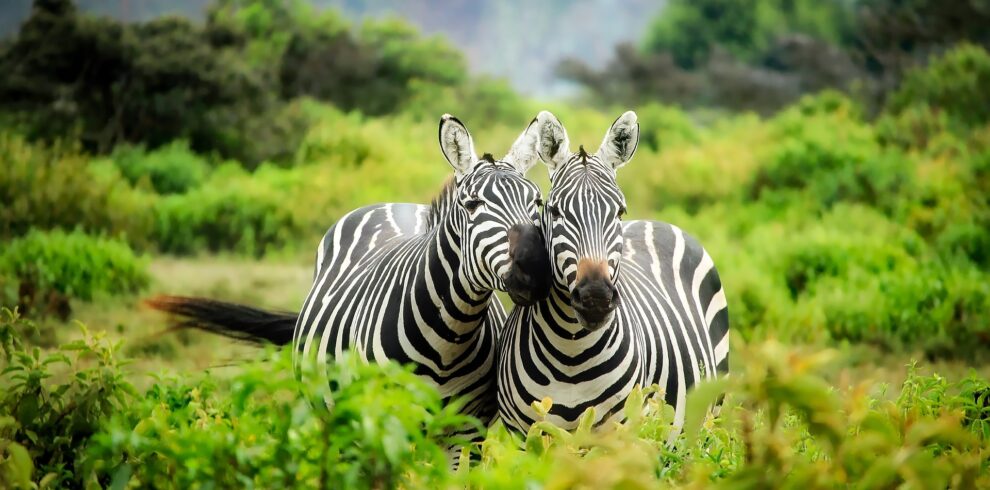 Safari Kenya